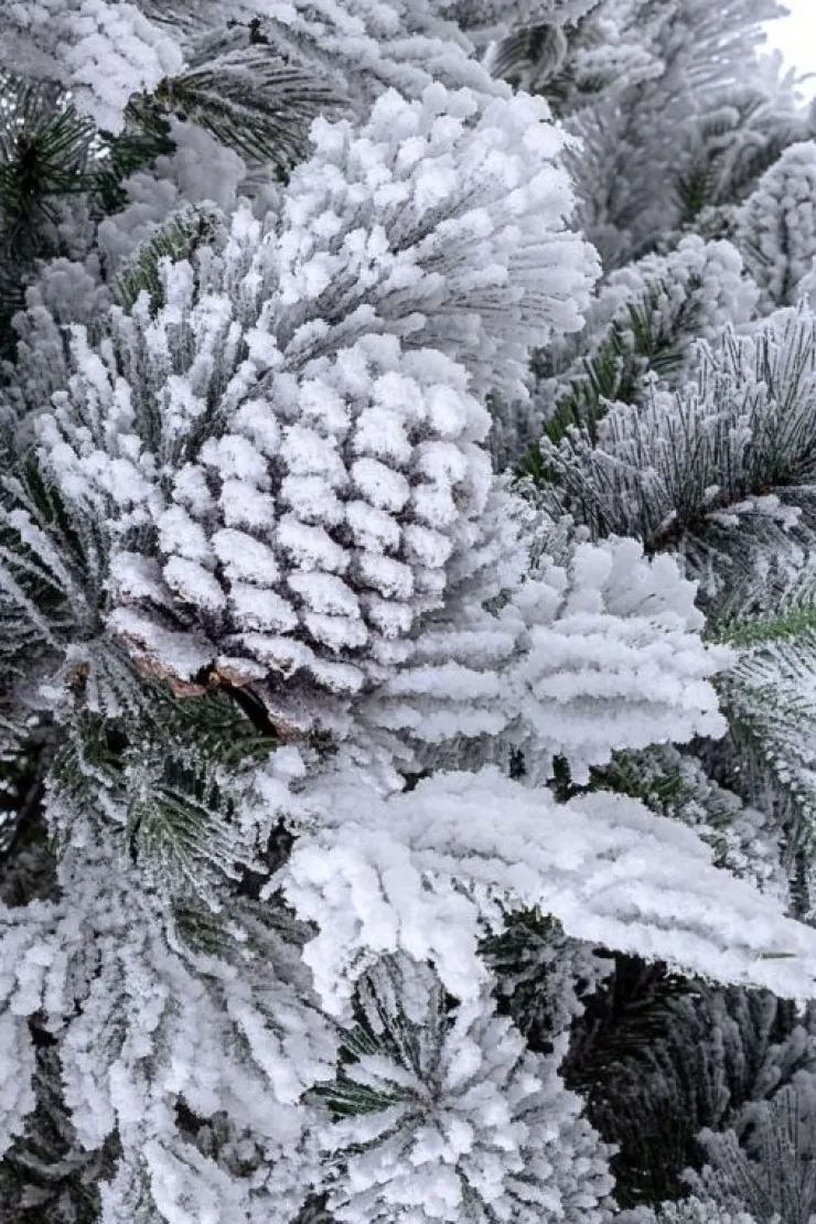Alberi Innevati>Bizzotto ALBERO ARVES INNEVATO H210-1936RAMI