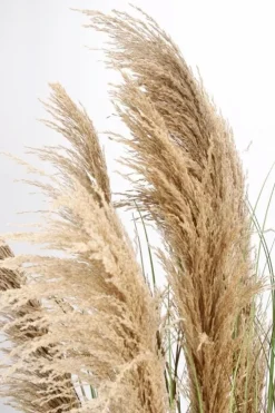 Piante Artificiali>Bizzotto PIANTA AUSTORDERIA PAMPAS C-VASO H170