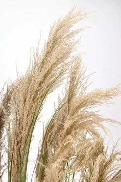 Piante Artificiali>Bizzotto PIANTA AUSTORDERIA PAMPAS C-VASO H180