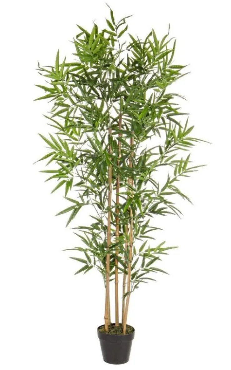 Piante Artificiali>Bizzotto PIANTA BAMBOO C-VASO H155CM