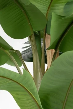 Piante Artificiali>Bizzotto PIANTA BANANO C-VASO 30FOGLIE H320