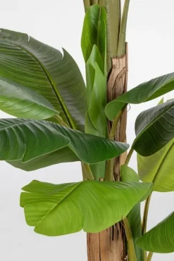 Piante Artificiali>Bizzotto PIANTA BANANO C-VASO 20FOGLIE H200