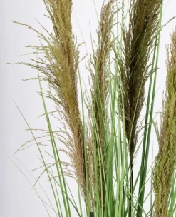 Piante Artificiali>Bizzotto PIANTA CARINE PAMPAS VERD MARR C-VA H145