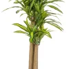 Piante Artificiali>Bizzotto PIANTA DRACAENA C-VASO H150