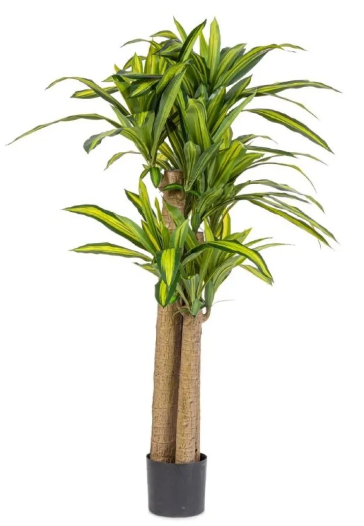 Piante Artificiali>Bizzotto PIANTA DRACAENA C-VASO H150