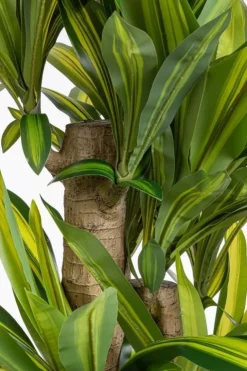 Piante Artificiali>Bizzotto PIANTA DRACAENA C-VASO H150