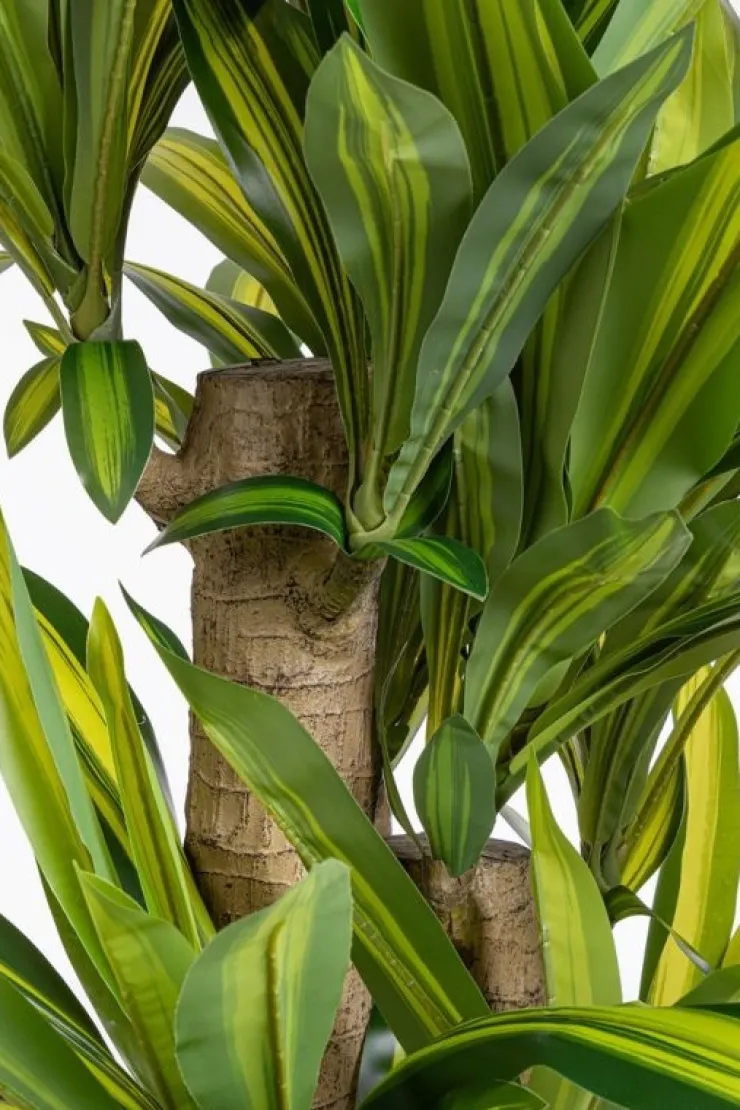 Piante Artificiali>Bizzotto PIANTA DRACAENA C-VASO H150