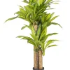 Piante Artificiali>Bizzotto PIANTA DRACAENA C-VASO H130