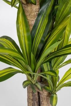Piante Artificiali>Bizzotto PIANTA DRACAENA C-VASO H130