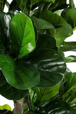 Piante Artificiali>Bizzotto PIANTA FICUS LYRATA C-VASO 153FOGL H190