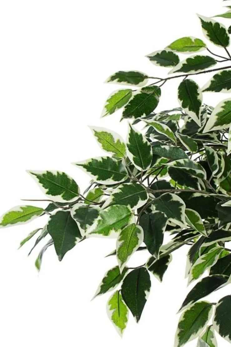 Piante Artificiali>Bizzotto PIANTA FICUS VARIEGATO C-VASO X760F H120