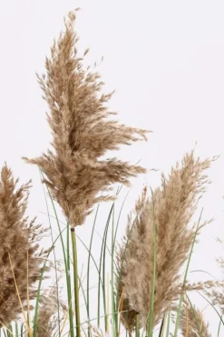 Piante Artificiali>Bizzotto PIANTA GYNERIUM PAMPAS C-VASO H150