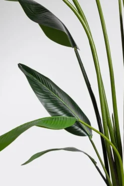 Piante Artificiali>Bizzotto PIANTA STRELITZIA C-VASO 18FOGLIE H310