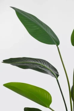 Piante Artificiali>Bizzotto PIANTA STRELITZIA C-VASO 10FOGLIE H150