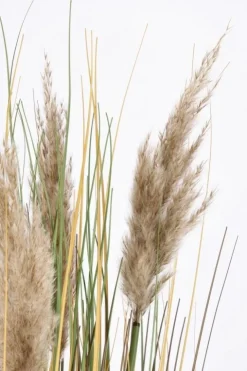 Rami E Corone>Bizzotto RAMO GYNERIUM PAMPAS H100
