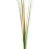 Rami E Corone>Bizzotto RAMO GYNERIUM PAMPAS H110