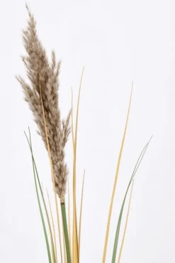 Rami E Corone>Bizzotto RAMO GYNERIUM PAMPAS H110
