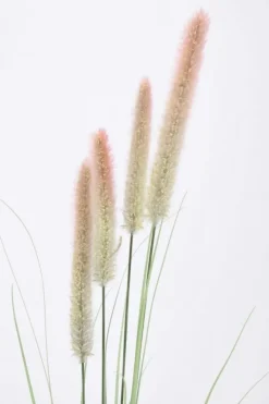 Rami E Corone>Bizzotto RAMO PENNISETUM H120
